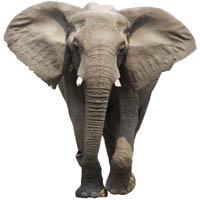 Skillnader på afrikansk elefant och asiatisk elefant