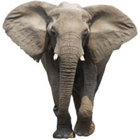 Afrikansk elefant