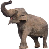 Skillnad på afrikansk elefant och indisk elefant
