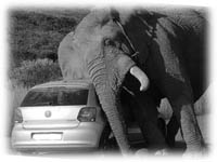 Flyg till safari med elefanter från Södermanland