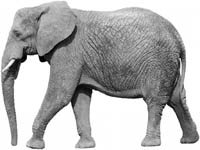 Åk från Tyresö till elefanter